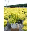 Proven Winners - Sambucus racemosa Lemony Lace (Elderberry) Shrub, ,