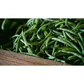 Provider Bush Bean Seeds, 30 Heirloom Seeds Per Packet, Non GMO Seeds