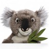 Carl Dick Koala Bear 12 inches, 30cm, Plush Toy, Soft