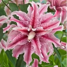 Danny Pleasant Gardens ROSE LILY~MAGIC STAR~FLOWER BULBS~DOUBLE STARGAZER ROSE LILIES~SWEETLY FRAGRANT~ - 1 BULB