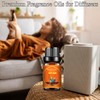 MAEELOU Forrester Fragrance Oils, 0.33 Fl Oz Essential Oils for