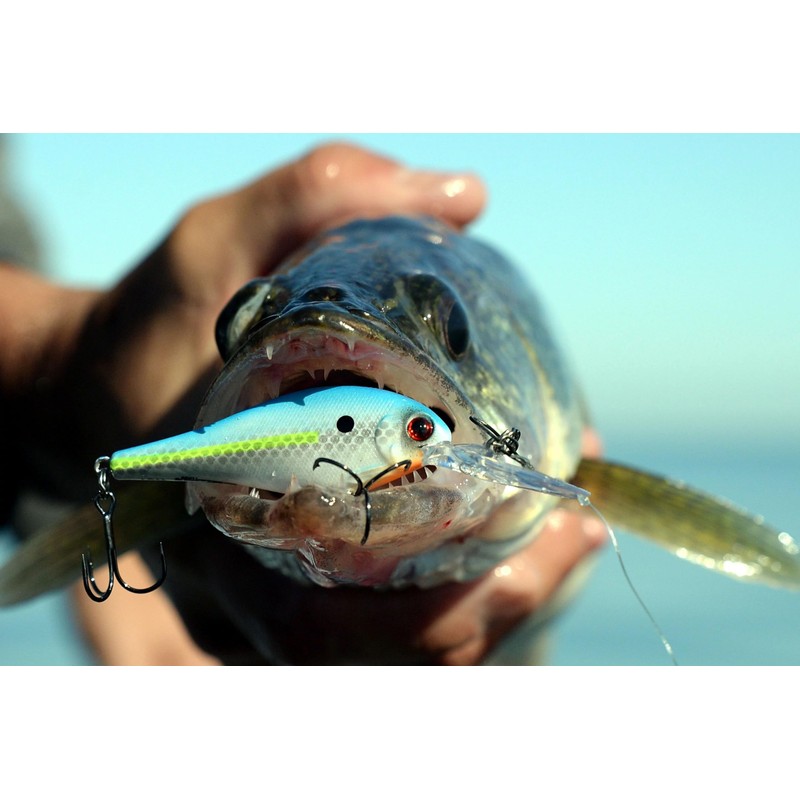 Bandit Walleye Shad - Coconut Candy - 3"