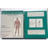 Brian Edwards Publishing MUSCULAR SYSTEM ANATOMY FLASH CARDS PAK'S by