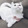 Bonito collar de gato con lazo para gatos y perros