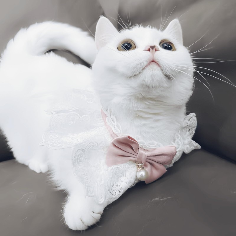 Bonito collar de gato con lazo para gatos y perros