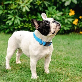 Taglory Reflective Adjustable Dog Collars for Puppy Small Medium Large Dogs, Thin Nylon Webbing and Quick Release Plastic Buckle(Aqua Blue, Small)