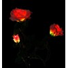 Aketek Outdoor Solar Powered 3 LED Rose Flower Light Lamp