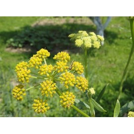 Lovage Herb- 500 Seeds (Levisticum Officinalis) hardy long-lived perennial !