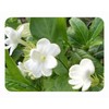 Maid of Orleans Arabian Sambac Jasmine Live Plant Fragrant Single