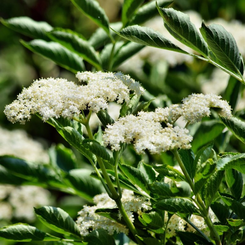 Dried organic elderflowers, rubbed organic elderflowers, wild-collected elderflowers, 100% natural