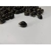 50 Nassarius Saltwater Snails Fish Tank Aquarium Filter Sump Cleaner