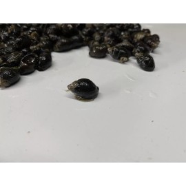 50 Nassarius Saltwater Snails Fish Tank Aquarium Filter Sump Cleaner