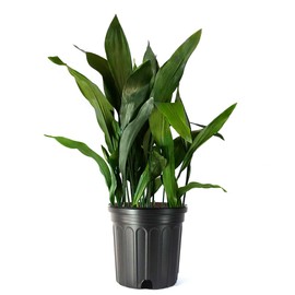 American Plant Exchange Cast Iron Plant, Large 10-Inch Pot, Elegant Easy to Care Indoor Houseplant, Dark Green Foliage, Thrives on Neglect, Low-Light & Pet Safe, Live Home & Garden Décor