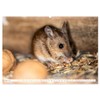 Die Maus im Vogelhaus (Wandkalender 2026 DIN A2 quer), CALVENDO