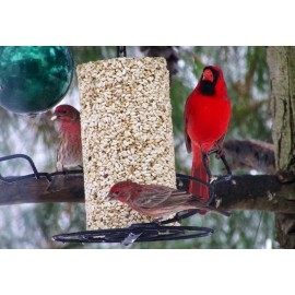 Mr. Bird Safflower Seed Cylinder Bird Feeder 1.75lb Attract Cardinals Blue Jays No Mess