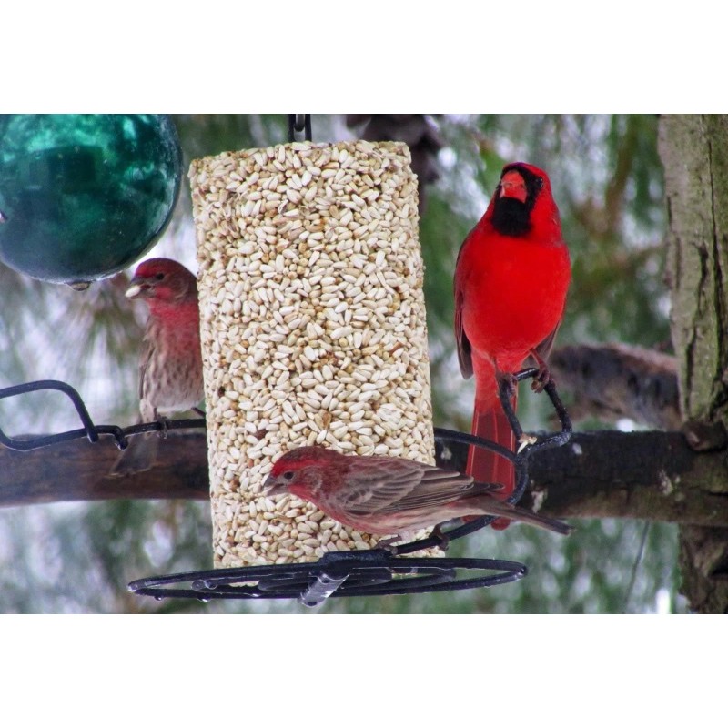 Mr. Bird Safflower Seed Cylinder Bird Feeder 1.75lb Attract Cardinals
