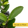 12 Carolina Cherry Laurel in 2.5” Nursery Cubes (Prunus caroliniana)