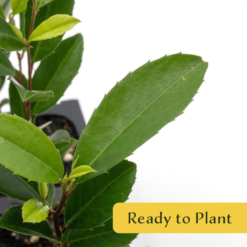 12 Carolina Cherry Laurel in 2.5” Nursery Cubes (Prunus caroliniana)