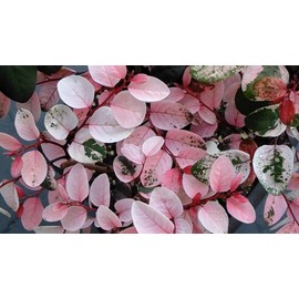Breynia Disticha Roseopicta Snowbush | 20 Live Plants | Ornamental Shrub, Perfect for Indoor & Outdoor Landscaping | Drought Tolerant, Low-Maintenance, Easy-to-Grow Plant