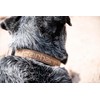 Carhartt Nylon Duck Dog Collar, Fully Adjustable Durable 2-Ply Cordura
