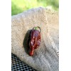 Douglah Chocolate 7Pot Heirloom Pepper Premium Seed Packet + More