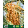 Biojoy Organic Date Sugar, Unrefined and Natural, from Deglet Nour,