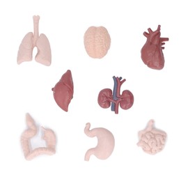 Human Organ Model Simulation Body Anatomy Educational Tool Brain Heart Lungs Liver Stomach Kidneys for Teaching, Preschool & School Medical Education Display