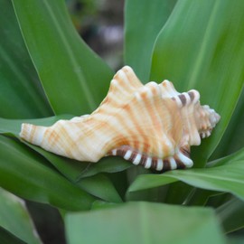 Very Rare Ganesh Conch, Lord Ganesh Shankh for Pooja, Shri Laxmi Shankh, Non Blowing Conch (4" Inch)