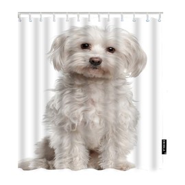 EKOBLA Cute Dog Shower Curtain Maltese Fur Canine Domestic Animal White Purebred Mammal Portrait Waterproof Wrinkle-Resistant Shower Curtain for Bathroom Polyester Fibre 72x72 Inch(180x180cm)