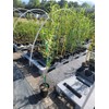 Weeping Willow Tree (Salix babylonica) - 3-4 Feet Tall -