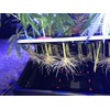 CLONE KING 36 Site Aeroponic Cloning Machine. Expect 100% Success