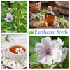 Earthcare Seeds - Marshmallow Herb Seeds – 300 Seeds (Althaea