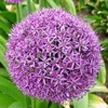 8 Giant Allium Gladiator
