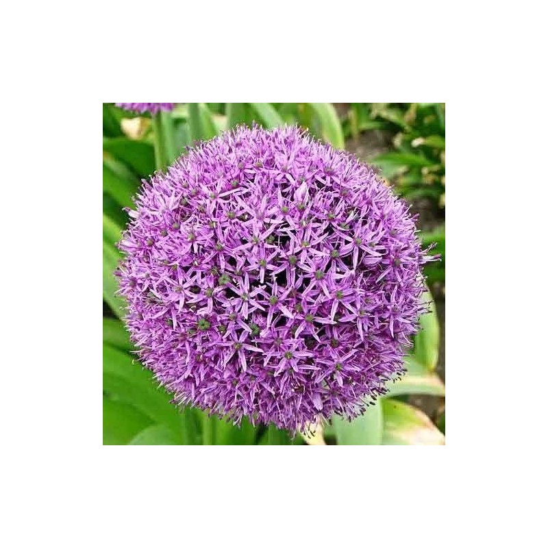 8 Giant Allium Gladiator
