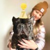 Pet Birthday Hat with Interchangeable Numbers 1-10 | Adjustable Pet