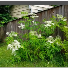the1sparrowgardens American Elderberry 5+ Live Cuttings Perennial Plant Shrub Tree Herbal Berries