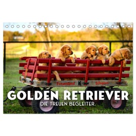 Golden Retriever - Die treuen Begleiter. (Tischkalender 2026 DIN A5 quer), CALVENDO Monatskalender: So freundlich und kuschelig. (CALVENDO Tiere)