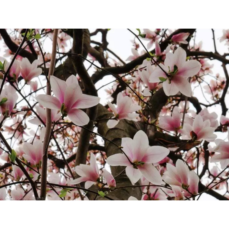 Tree Saucer Magnolia Tree/Shrub - 6-12" Tall - Live Plant