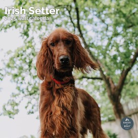 Baker and Bray Irish Setter Calendar 2025, Large Square Wall Calendar, 16 Month, Irish Setter Gift Dog Calendar.