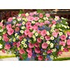 NIKA SEEDS - Flowers Petunia Unicum Mix F1 Annual -