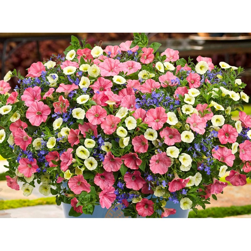 NIKA SEEDS - Flowers Petunia Unicum Mix F1 Annual -
