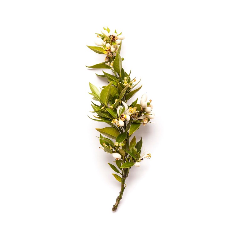 Bondi Wash - Body Wash - Lemon Tea Tree &