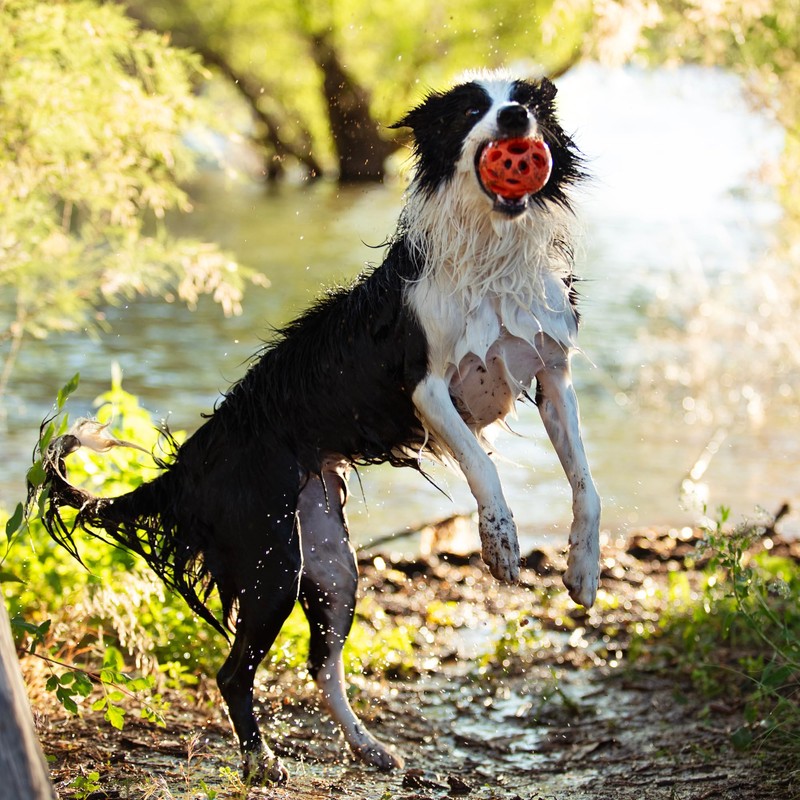 Messy Mutts Totally Pooched Huff'n Puff Ball | 3.1” TPR
