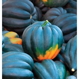 TomorrowSeeds - Table King Bush Acorn Squash - 90+ Count - Winter Fall Pumpkin Pepper Des Moines Vegetable Seeds Heirloom 2025