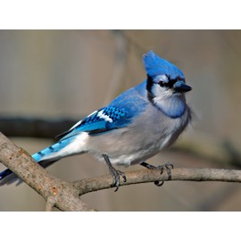 Cyanocitta Cristata Blue Jay Poster Photo Birds Wildlife Posters Photos 11x14
