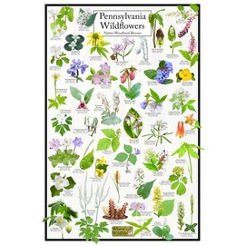 Where's Wildlife Pennsylvania Wildflowers - Native Woodland Blooms Poster | Educational Science Chart of Pennsylvania's Woodland Flowers (16" x 24")