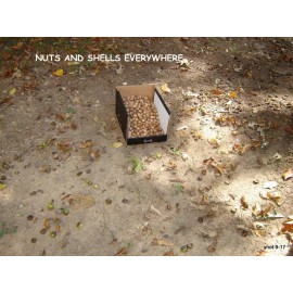 Hickory 2 lbs. VIRGINIA Cured HICKORY NUTS in-shell Mix Species pet/squirrel/B