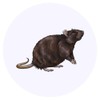 24 x 40mm Round 'Brown Rat' Stickers (SK00049953)