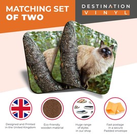 Great Coasters (Set of 2) Square/Glossy Quality Coasters/Tabletop Protection for Any Table Type - Balinese Cat in Tree Blue Eyes #15812