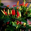 David's Garden Seeds Pepper Ornamental Tabasco 25 Non-GMO, Heirloom Seeds